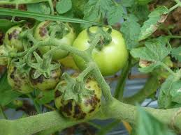 Tomato Ringspot Virus: Description, Damages Caused, Control and Preventive Measures