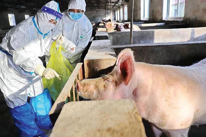 African Swine Fever: Description, Damages Caused, Control and Preventive Measures