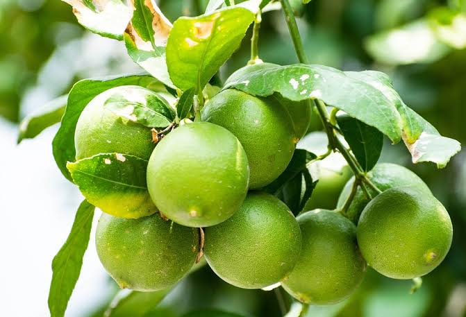 Limes: History, Nutrition, Health Benefits and Growing Guide 