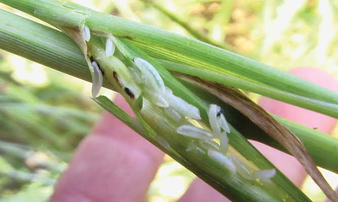 Hessian Fly: Description, Damages Caused, Control and Preventive Measures Hessian Fly: Description, Damages Caused, Control and Preventive Measures