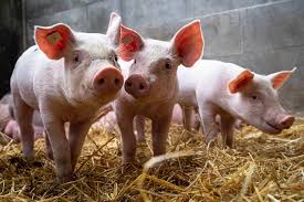 African Swine Fever: Description, Damages Caused, Control and Preventive Measures