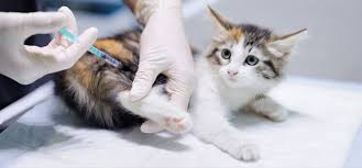 Flea-borne Diseases: Description, Damages Caused, Control and Preventive Measures