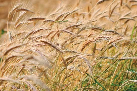 Complete Guide on How to Grow and Harvest Barley