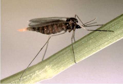 Hessian Fly: Description, Damages Caused, Control and Preventive Measures Hessian Fly: Description, Damages Caused, Control and Preventive Measures