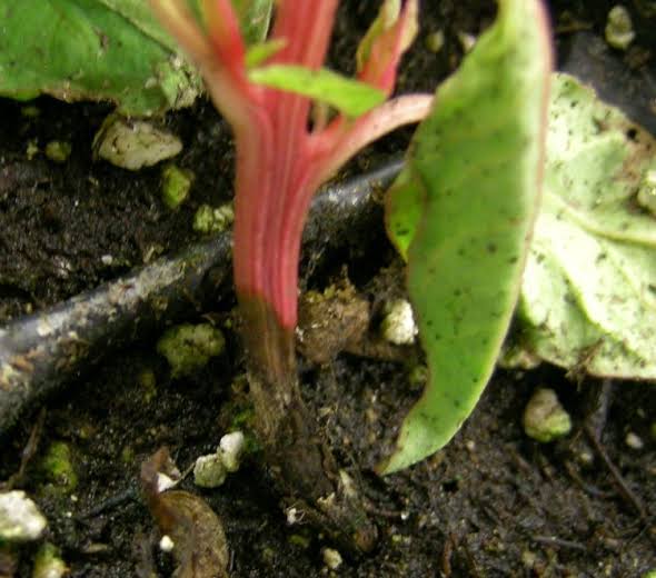 Rhizoctonia Root Rot: Description, Damages Caused, Control and Preventive Measures