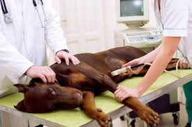 Brucellosis: Description, Damages Caused, Control and Preventive Measures