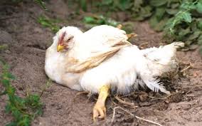 Marek's Disease (in poultry): Description, Damages Caused, Control and Preventive Measures