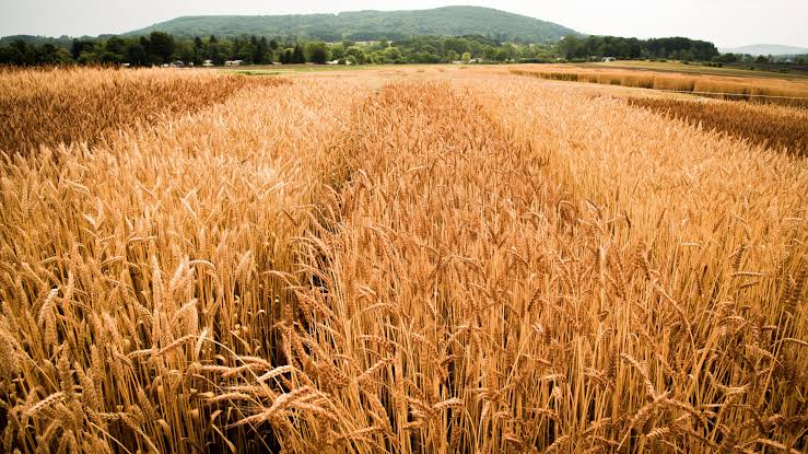 Complete Guide on How to Grow and Harvest Barley