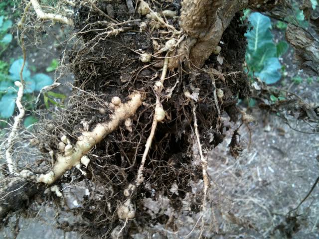 Root-knot Nematodes: Description, Damages Caused, Control and Preventive Measures