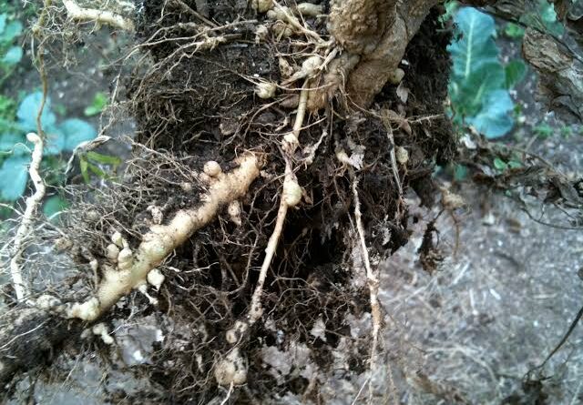 Root-knot Nematodes: Description, Damages Caused, Control and Preventive Measures