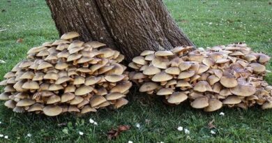 Armillaria Root Rot: Description, Damages Caused, Control and Preventive Measures