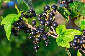 Blackcurrants: History, Nutrition, Health Benefits and Growing Guide 