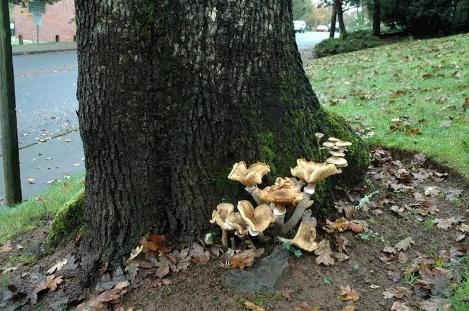 Armillaria Root Rot: Description, Damages Caused, Control and Preventive Measures