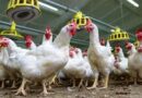 Marek’s Disease (in poultry): Description, Damages Caused, Control and Preventive Measures