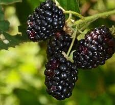 Blackberries: History, Nutrition, Health Benefits and Growing Guide