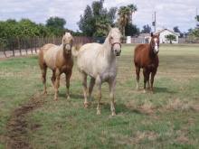 West Nile Virus: Description, Damages Caused, Control and Preventive Measures West Nile Virus: Description, Damages Caused, Control and Preventive Measures