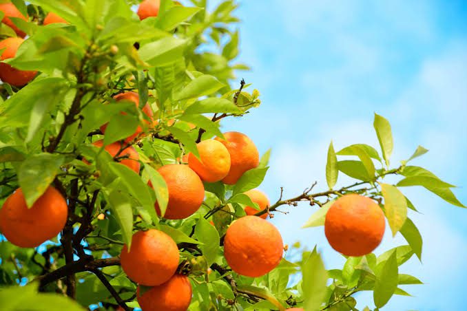 Oranges: History, Nutrition, Health Benefits and Growing Guide