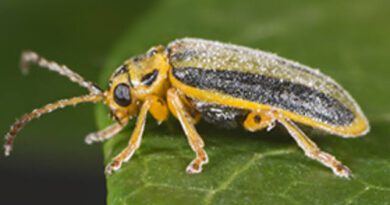 Elm Leaf Beetle: Description, Damages Caused, Control and Preventive Measures