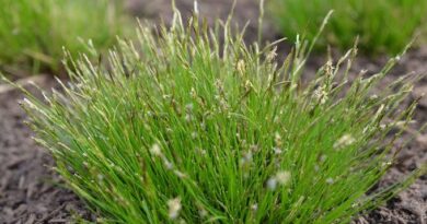 How to Grow, Use and Care for Whitetinge Sedge Grass (Carex albicans)