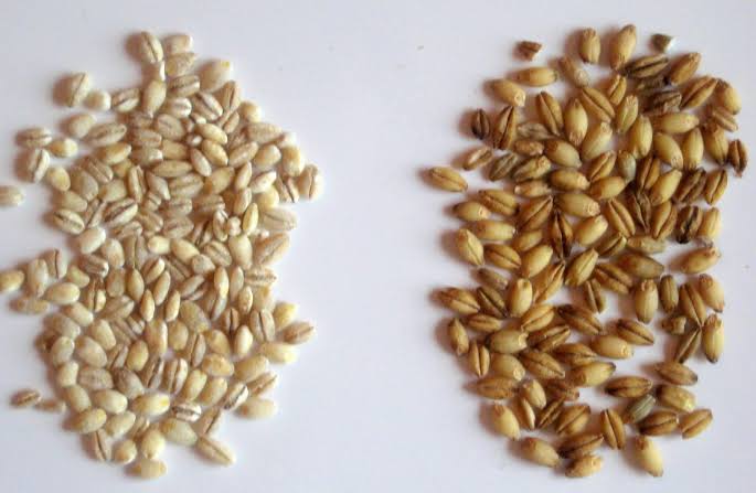 What are the Different Types of Barley?