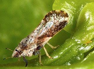 Citrus Psyllid Insect: Description, Damages Caused, Control and Preventive Measures