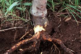Crown Rot: Description, Damages Caused, Control and Preventive Measures