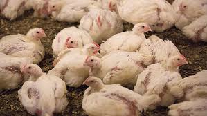 Infectious Bronchitis (in poultry): Description, Damages Caused, Control and Preventive Measures Infectious Bronchitis (in poultry): Description, Damages Caused, Control and Preventive Measures
