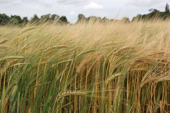 What are the Best Varieties of Barley to Grow in my Climate?