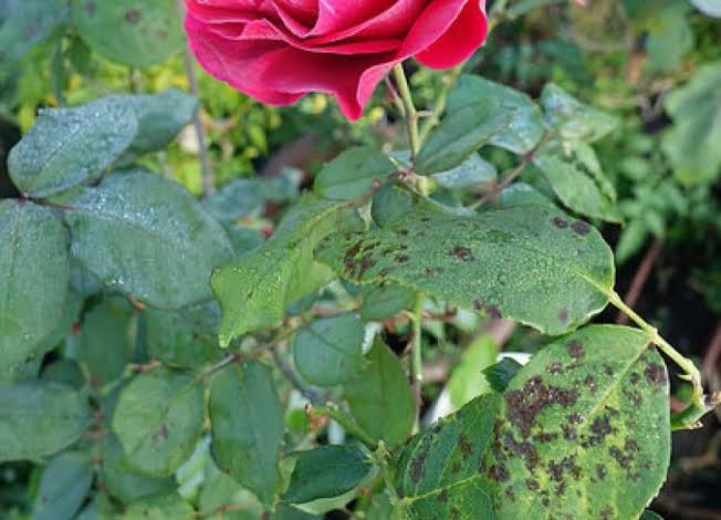 Black Spot (rose disease): Description, Damages Caused, Control and Preventive Measures