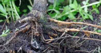 Crown Rot: Description, Damages Caused, Control and Preventive Measures