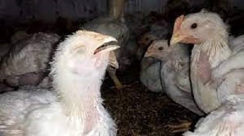 Infectious Bronchitis (in poultry): Description, Damages Caused, Control and Preventive Measures Infectious Bronchitis (in poultry): Description, Damages Caused, Control and Preventive Measures