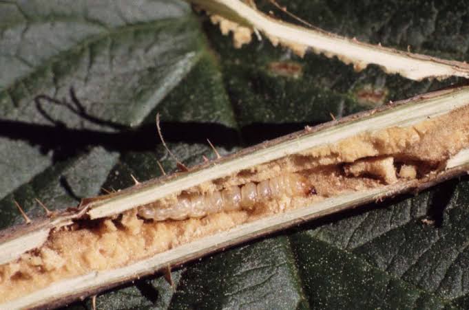 Raspberry Cane Borers: Description, Damages Caused, Control and Preventive Measures