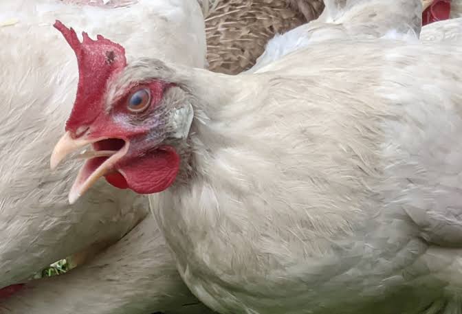 Infectious Bronchitis (in poultry): Description, Damages Caused, Control and Preventive Measures Infectious Bronchitis (in poultry): Description, Damages Caused, Control and Preventive Measures