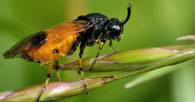 Sawflies: Description, Damages Caused, Control and Preventive Measures