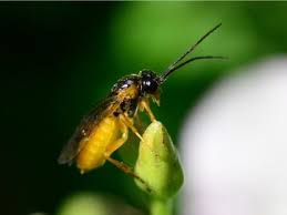 Sawflies: Description, Damages Caused, Control and Preventive Measures Sawflies: Description, Damages Caused, Control and Preventive Measures