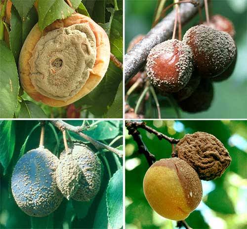 Brown Rot (stone fruit disease): Description, Damages Caused, Control and Preventive Measures