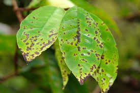 Algal Leaf Spot: Description, Damages Caused, Control and Preventive Measures
