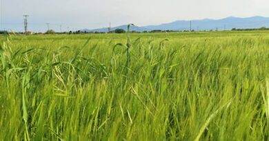 What are the Common Pests and Diseases of Barley