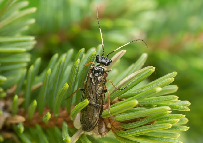 Sawflies: Description, Damages Caused, Control and Preventive Measures Sawflies: Description, Damages Caused, Control and Preventive Measures