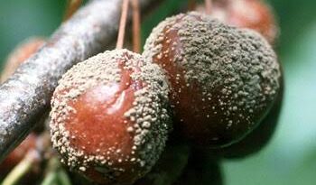Brown Rot (Stone Fruit Disease): Description, Damages Caused, Control and Preventive Measures