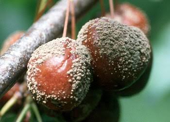 Brown Rot (Stone Fruit Disease): Description, Damages Caused, Control and Preventive Measures