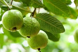 Guavas: History, Nutrition, Health Benefits and Growing Guide 