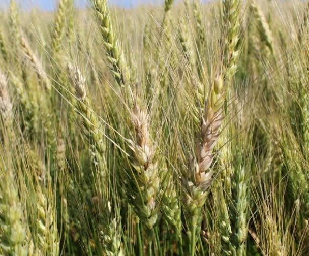 What are the Common Pests and Diseases of Barley What are the Common Pests and Diseases of Barley