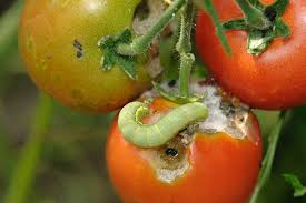 Tomato Pinworm: Description, Damages Caused, Control and Preventive Measures