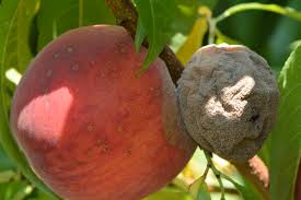 Brown Rot (stone fruit disease): Description, Damages Caused, Control and Preventive Measures