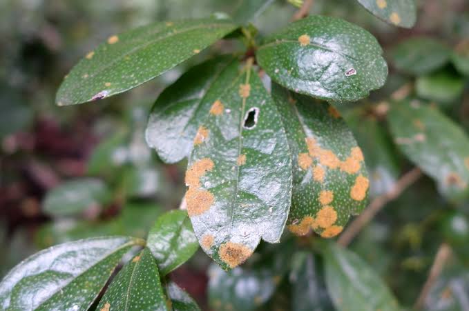 Algal Leaf Spot: Description, Damages Caused, Control and Preventive Measures