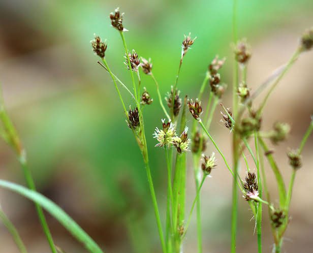 How to Grow, Use and Care for Woodrush Grass (Luzula spp.) - Agric4Profits