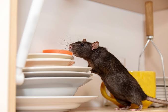 Rodents: Description, Damages Caused, Control and Preventive Measures