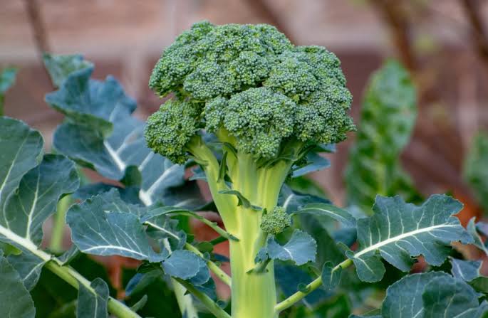 How to Grow Broccoli How to Grow Broccoli