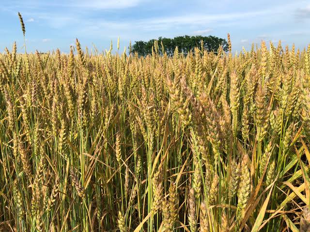 What are the Common Pests and Diseases of Barley What are the Common Pests and Diseases of Barley